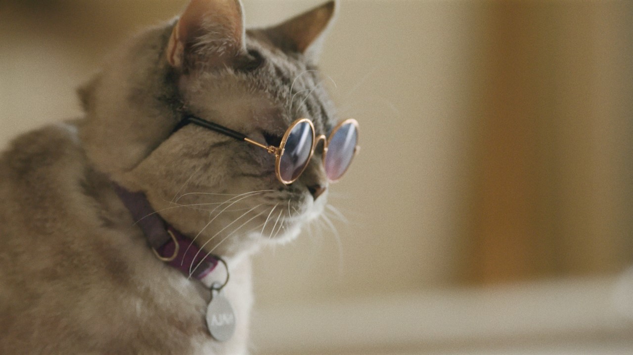 Cat wearing glasses