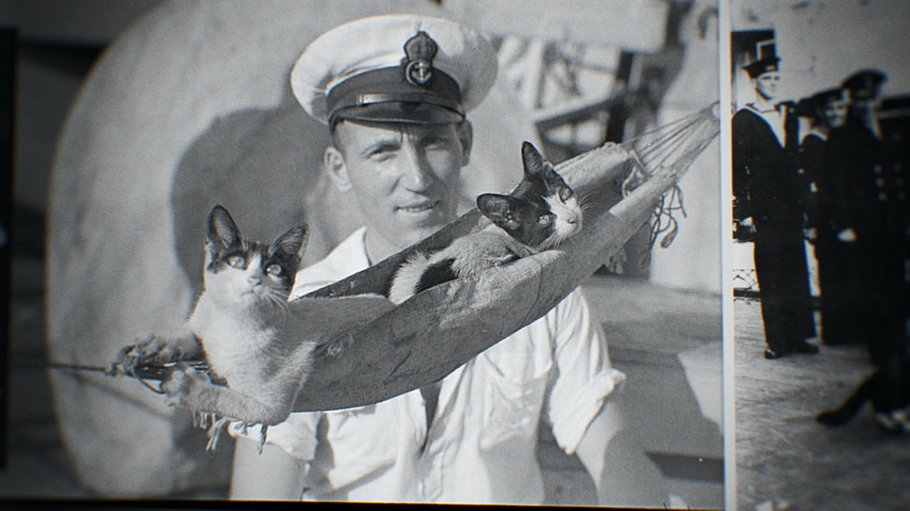 Man with two cats in a cat-sized hammock