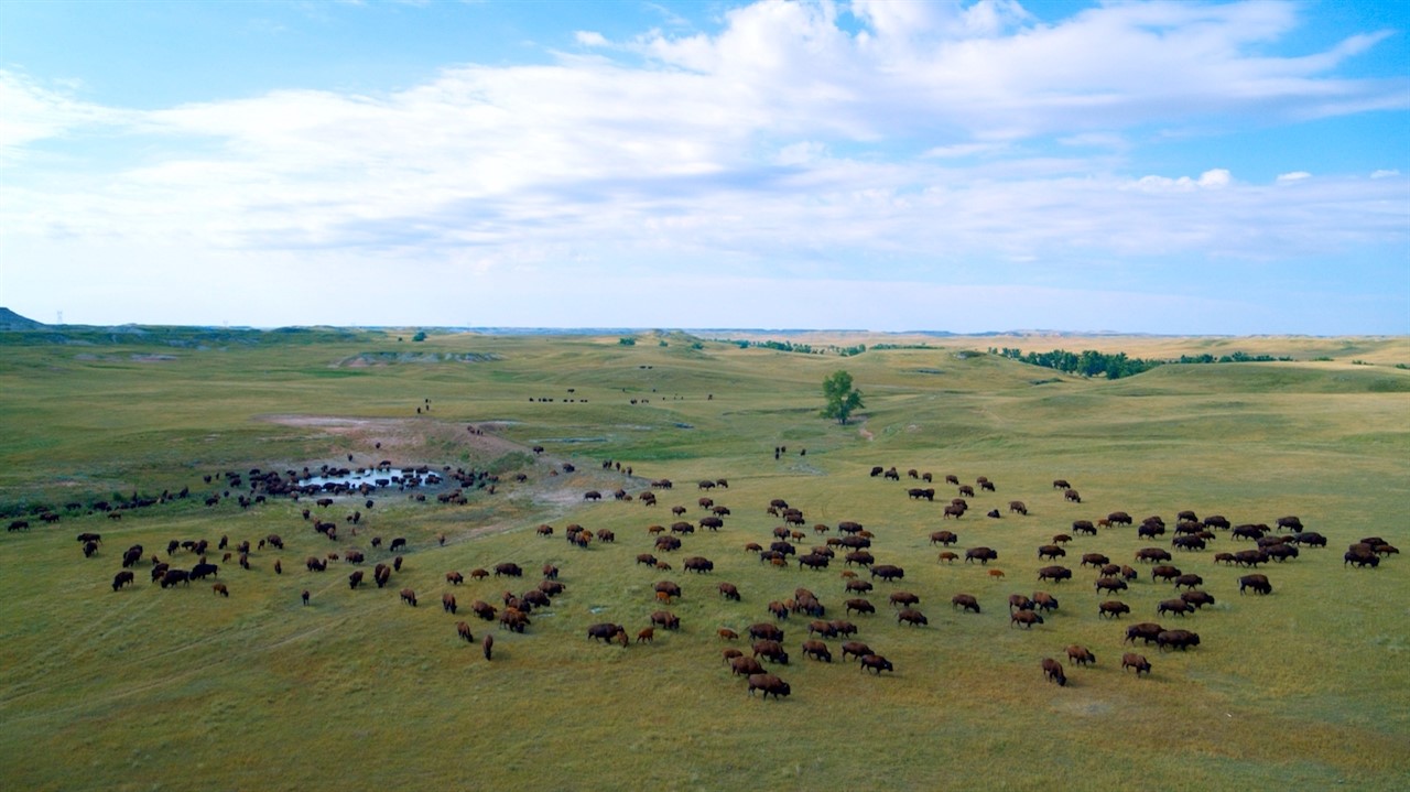 Heard of buffalo on a plane