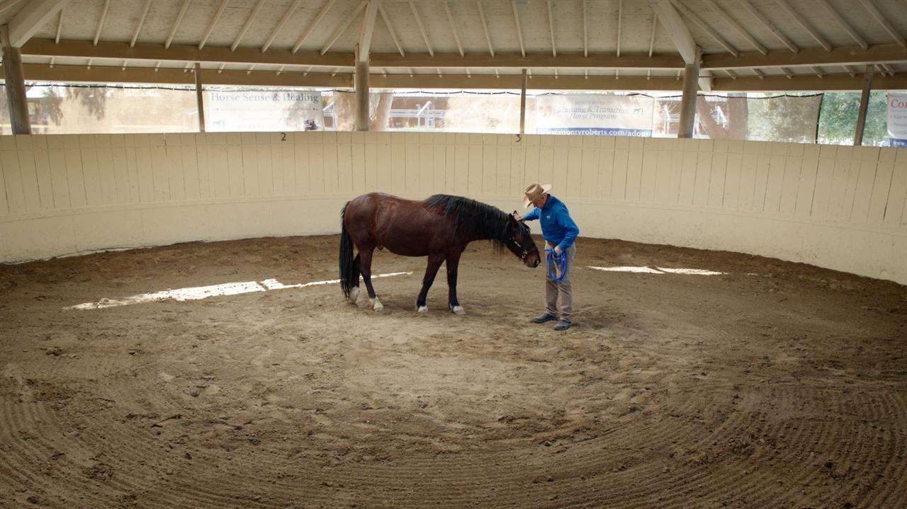 cowboy and horse